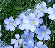 Fleurs de lin