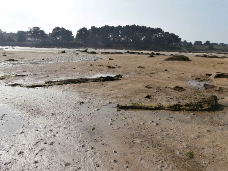 Troncs de chênes fossiles de la baie de Kerlavos à Trégastel